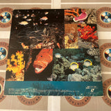 Life in the Sea SS002-41LD ( W0284 )