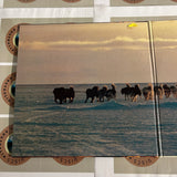 Antarctica G128F0006 ( W1082 )